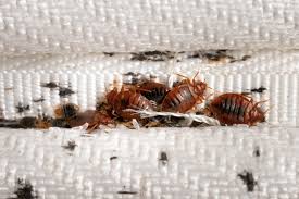 Bedbug Treatment